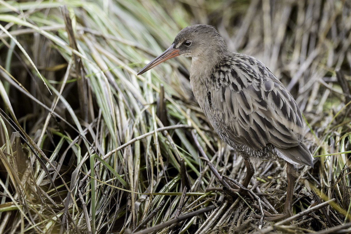 Ridgway's Rail (San Francisco Bay) - ML643371461