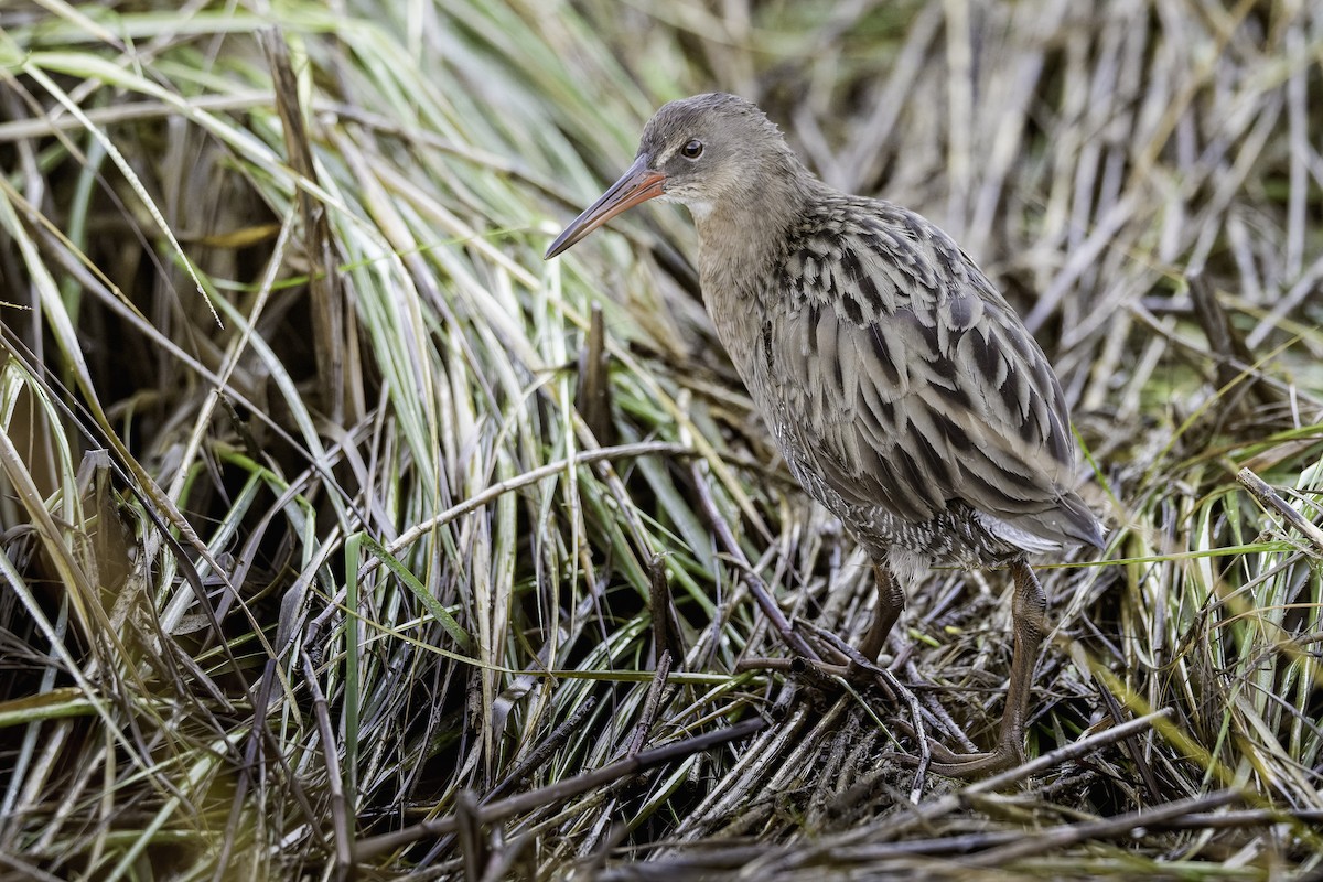 Ridgway's Rail (San Francisco Bay) - ML643371462