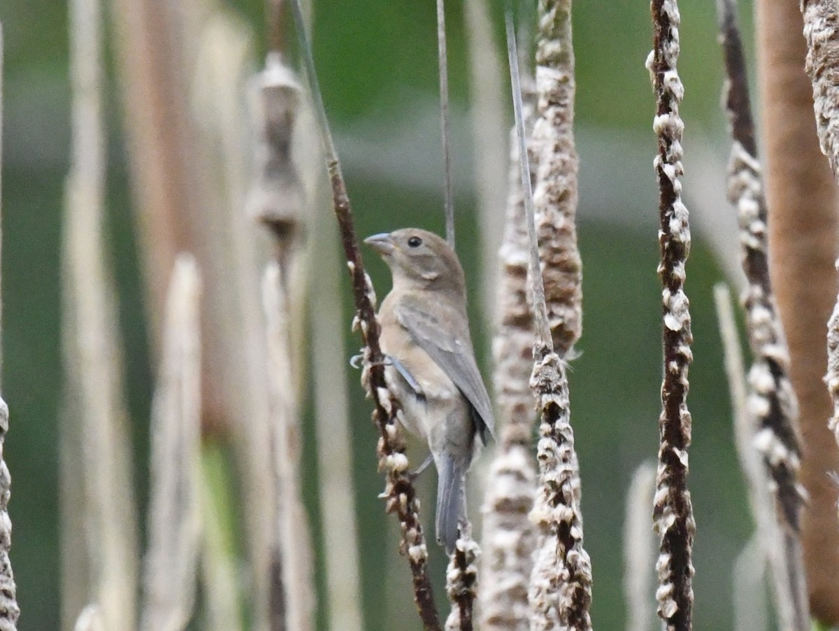 Varied Bunting - ML643371466