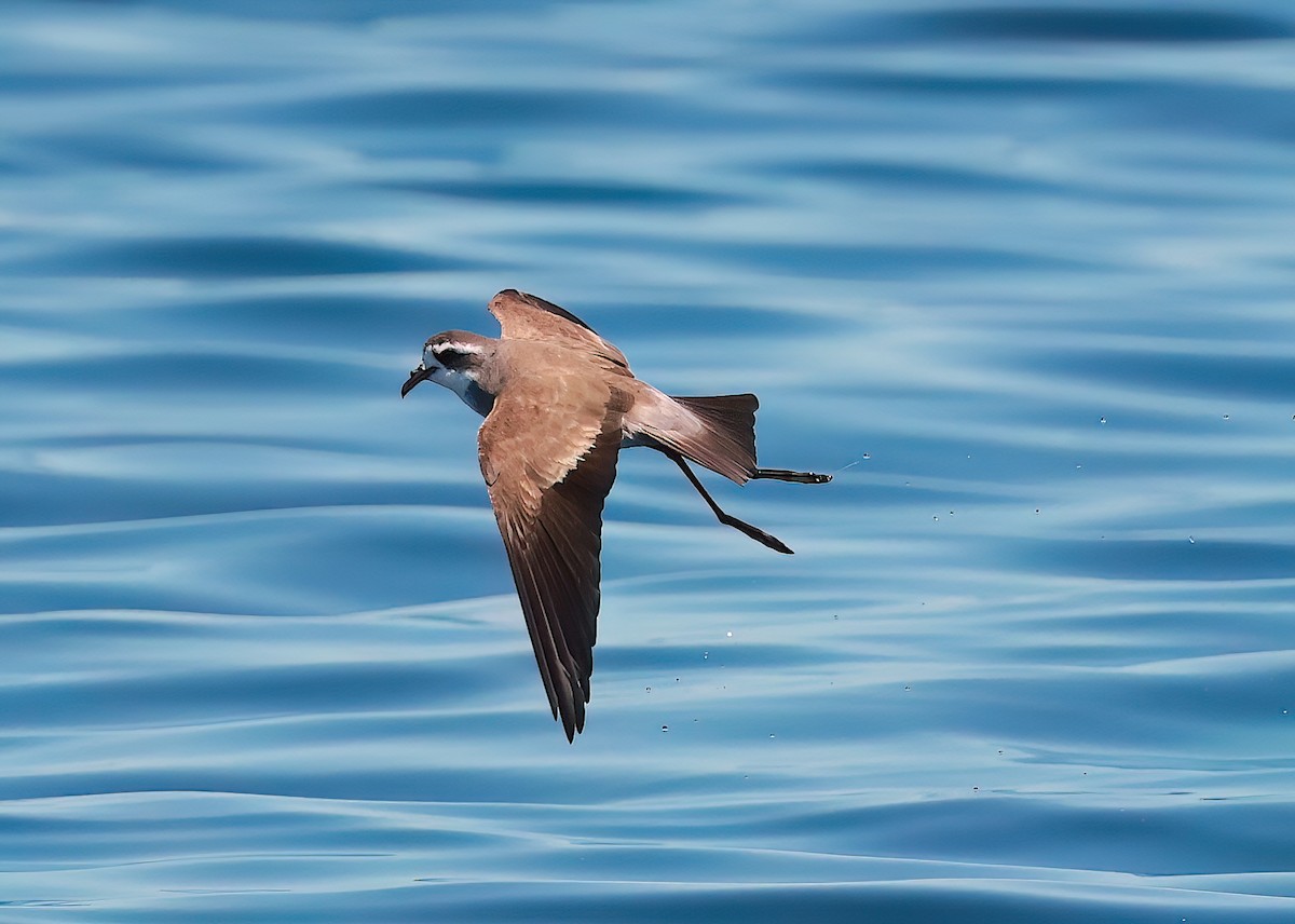 White-faced Storm-Petrel - ML643371480