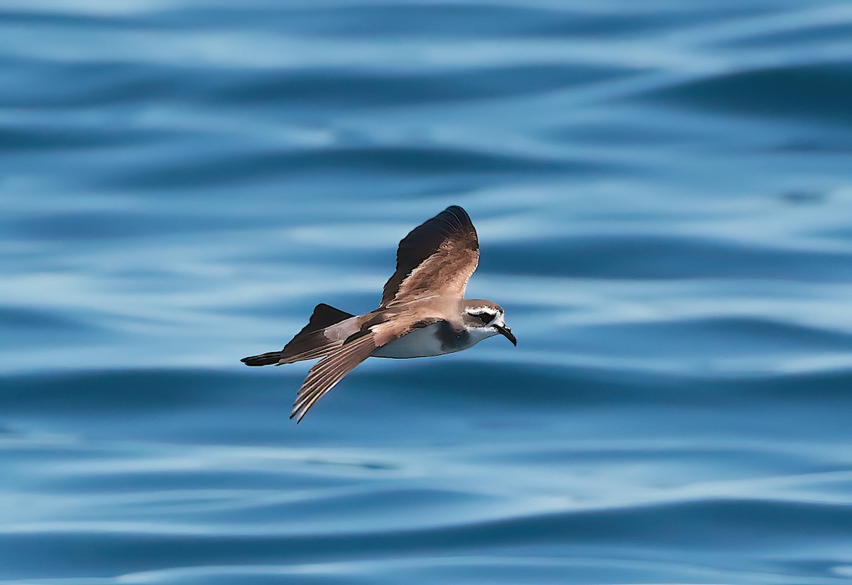 White-faced Storm-Petrel - ML643371481
