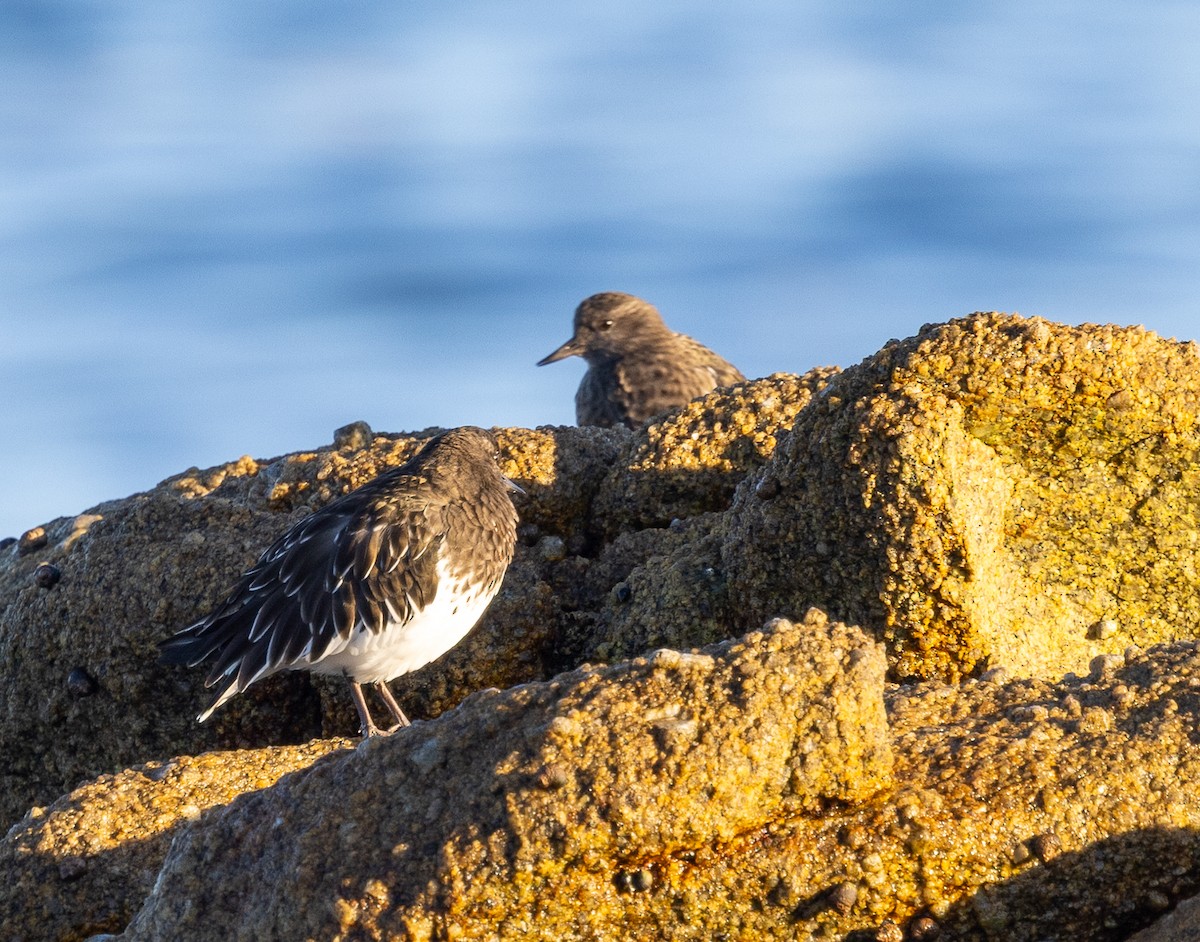 Black Turnstone - ML643371491
