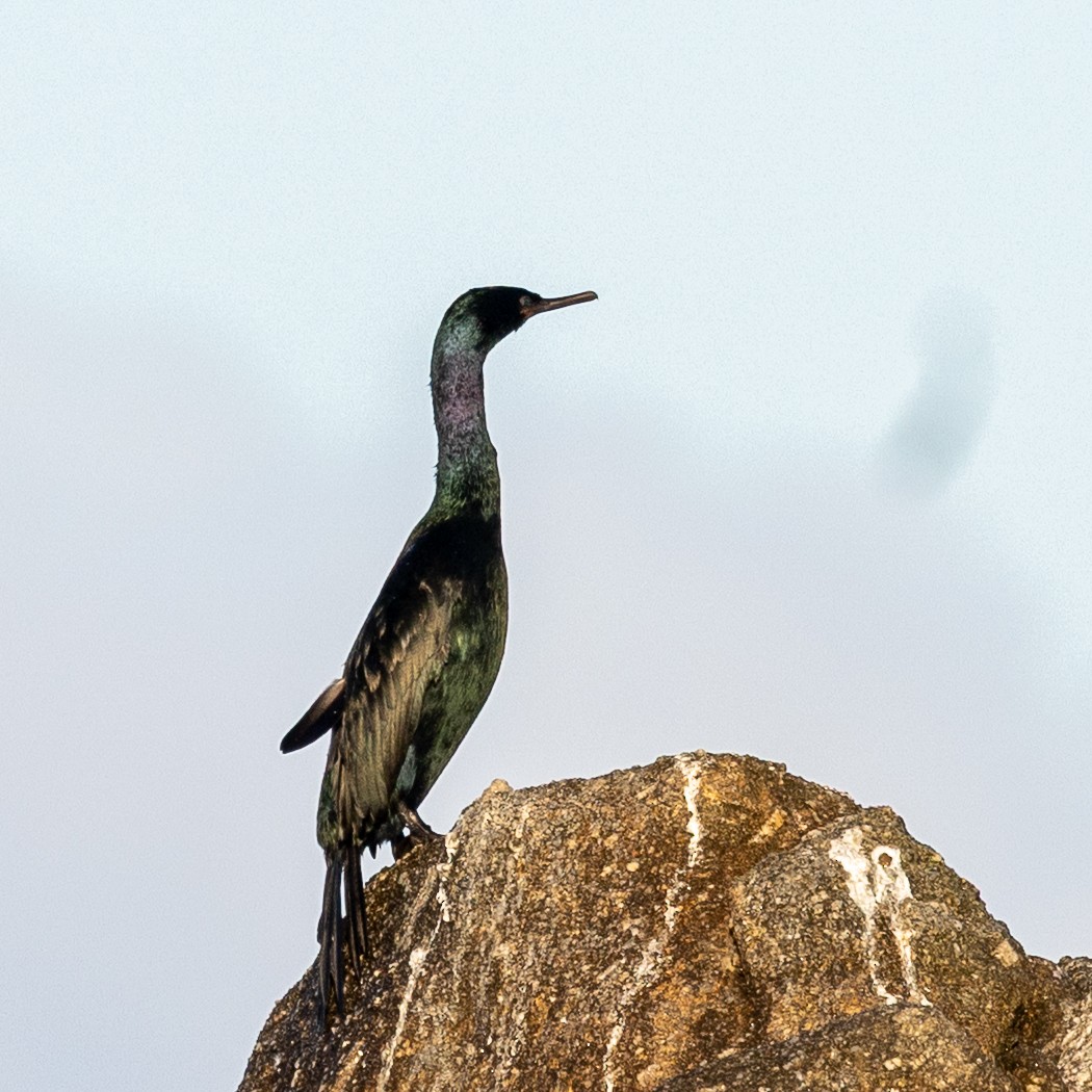 Pelagic Cormorant - ML643371496