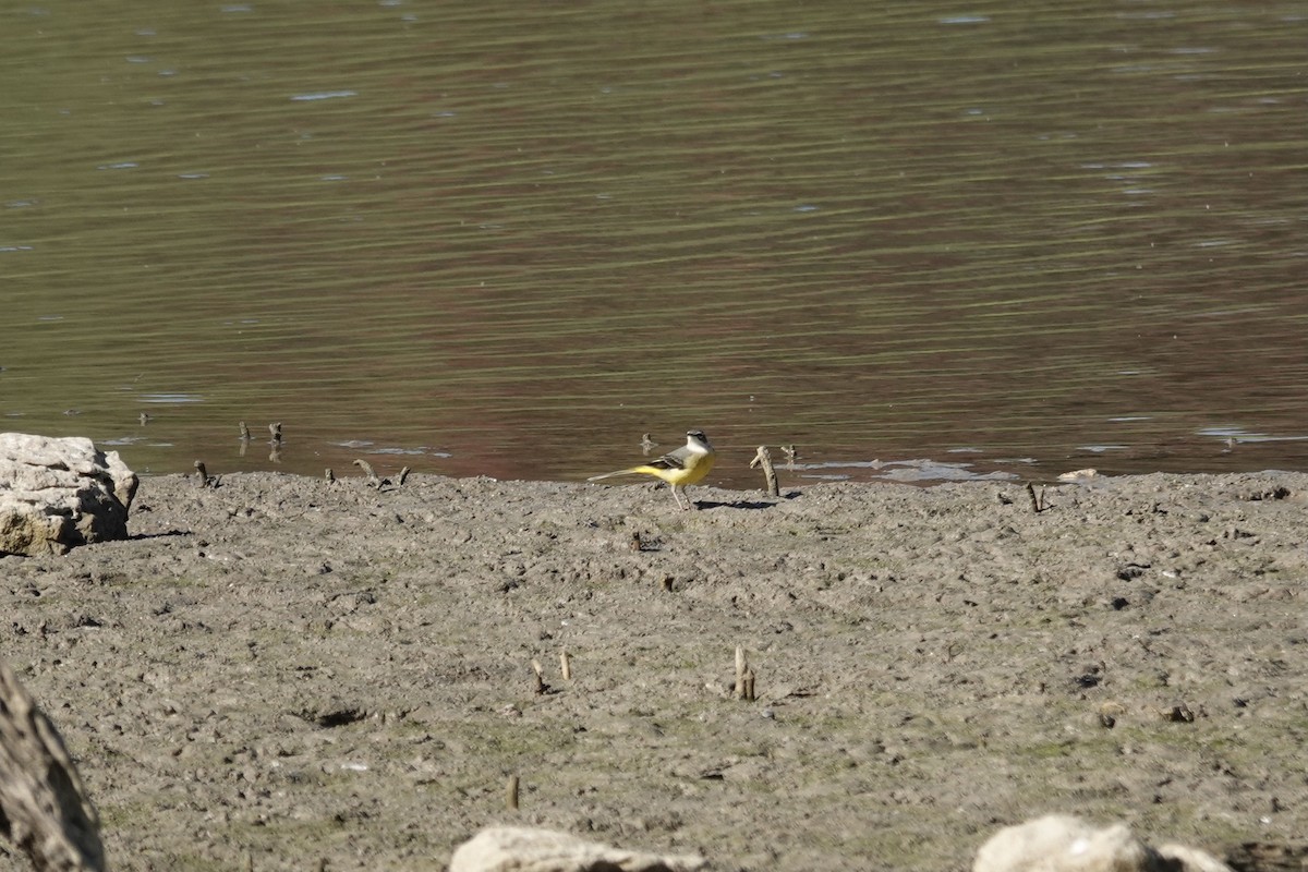 Уулын цэгцгий - ML643371499