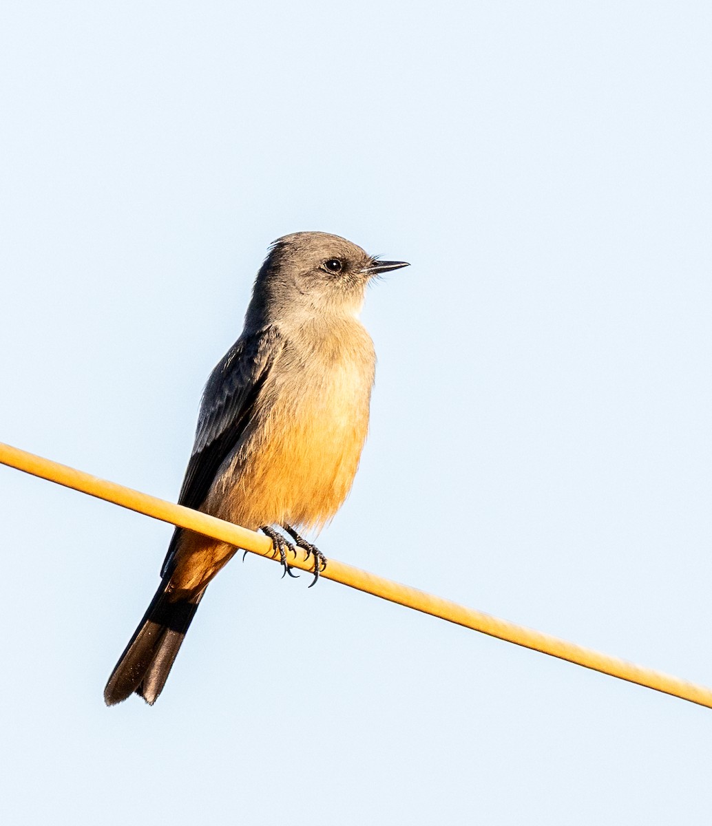 Say's Phoebe - ML643371510