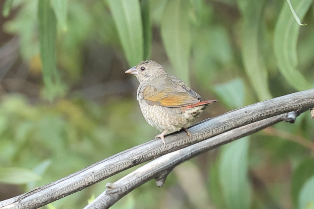 Green-winged Pytilia - ML643371514