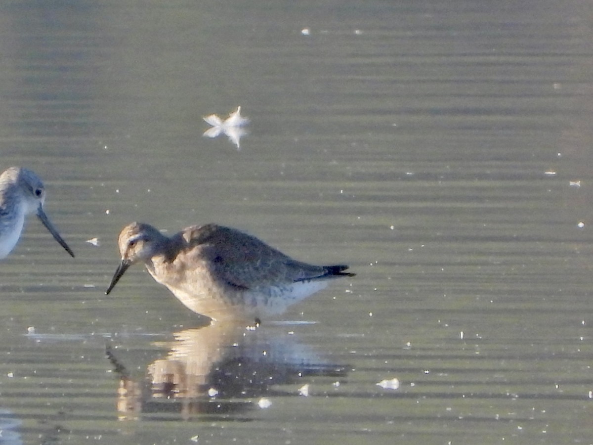 Red Knot - ML643371520
