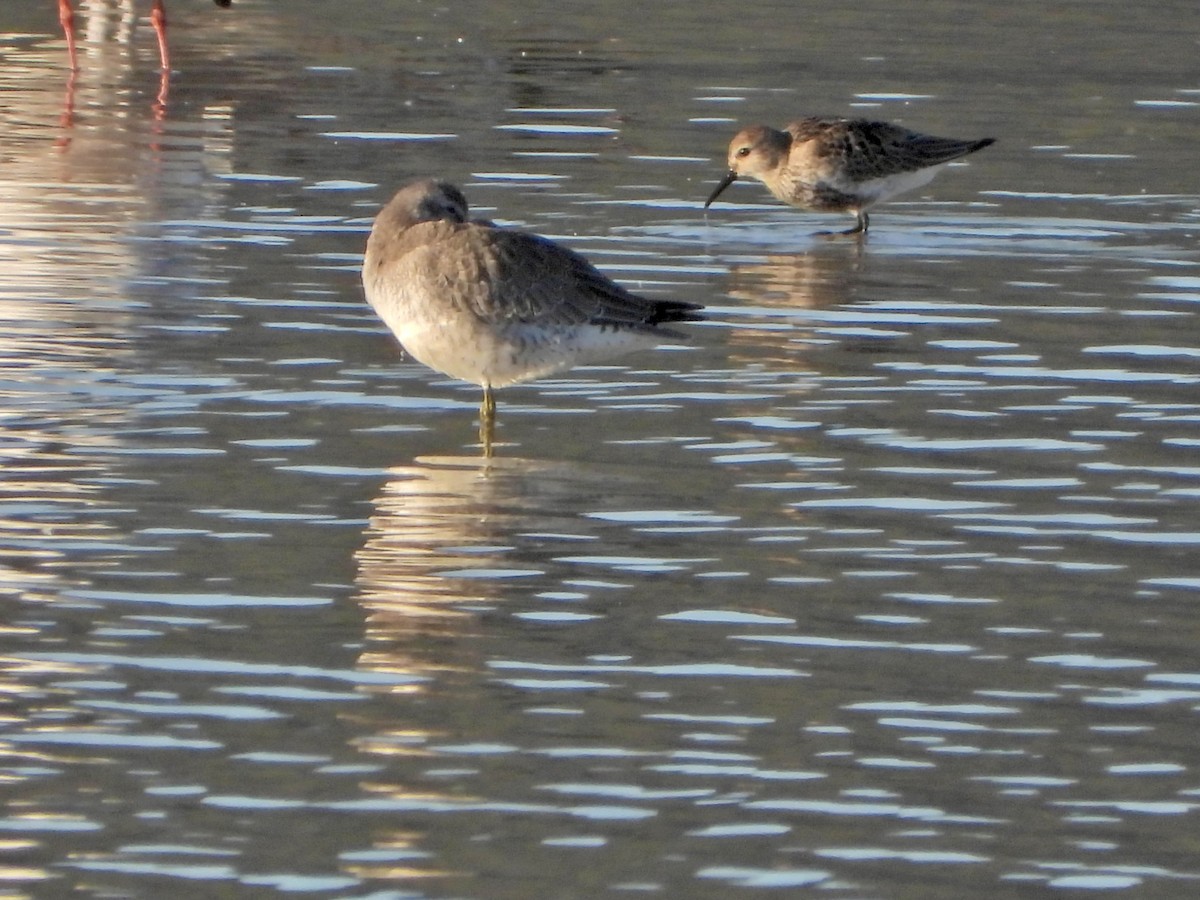 Red Knot - ML643371521