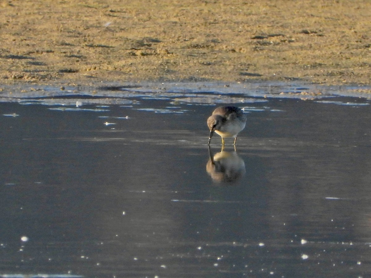 Red Knot - ML643371522