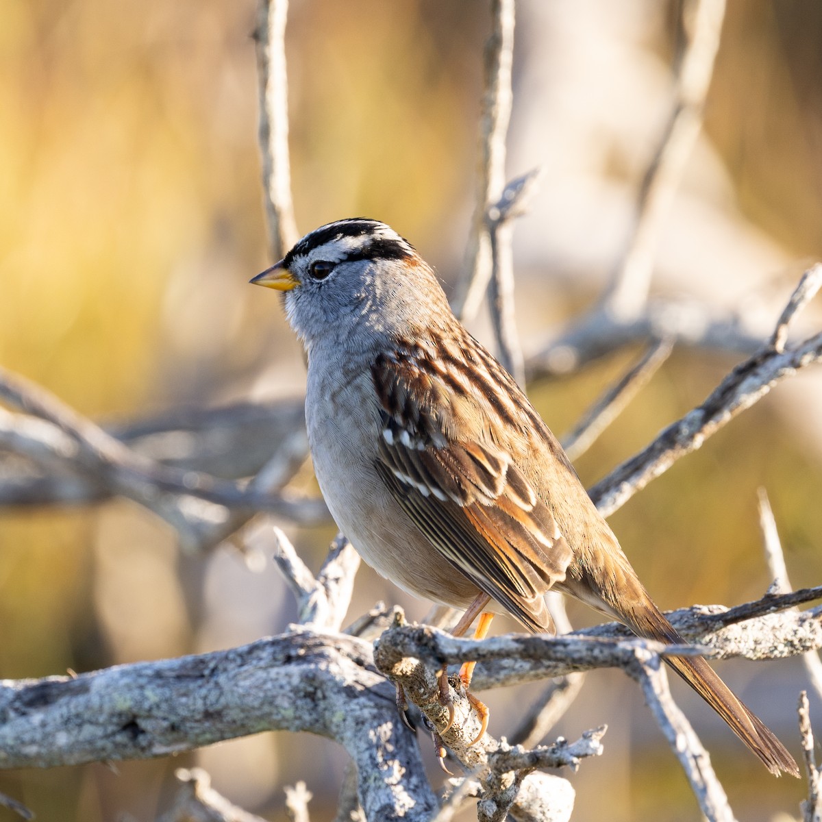 White-crowned Sparrow - ML643371532