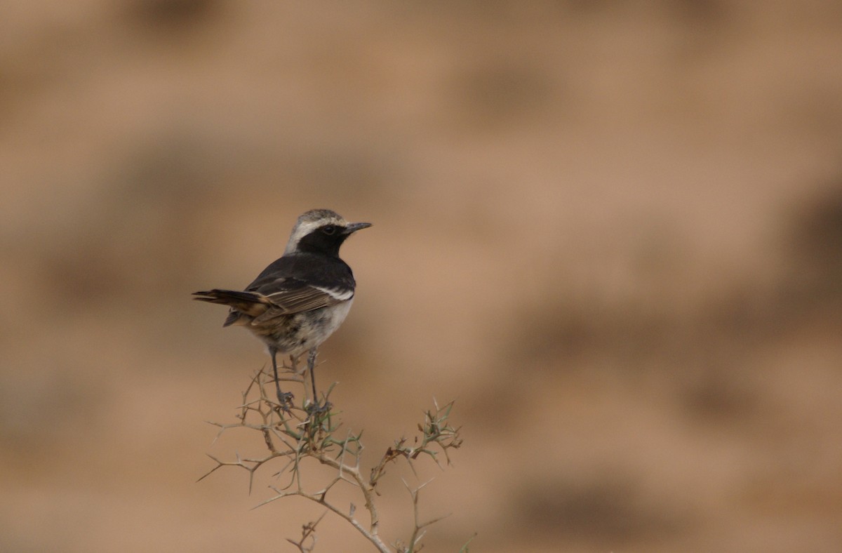 Red-rumped Wheatear - ML643371535