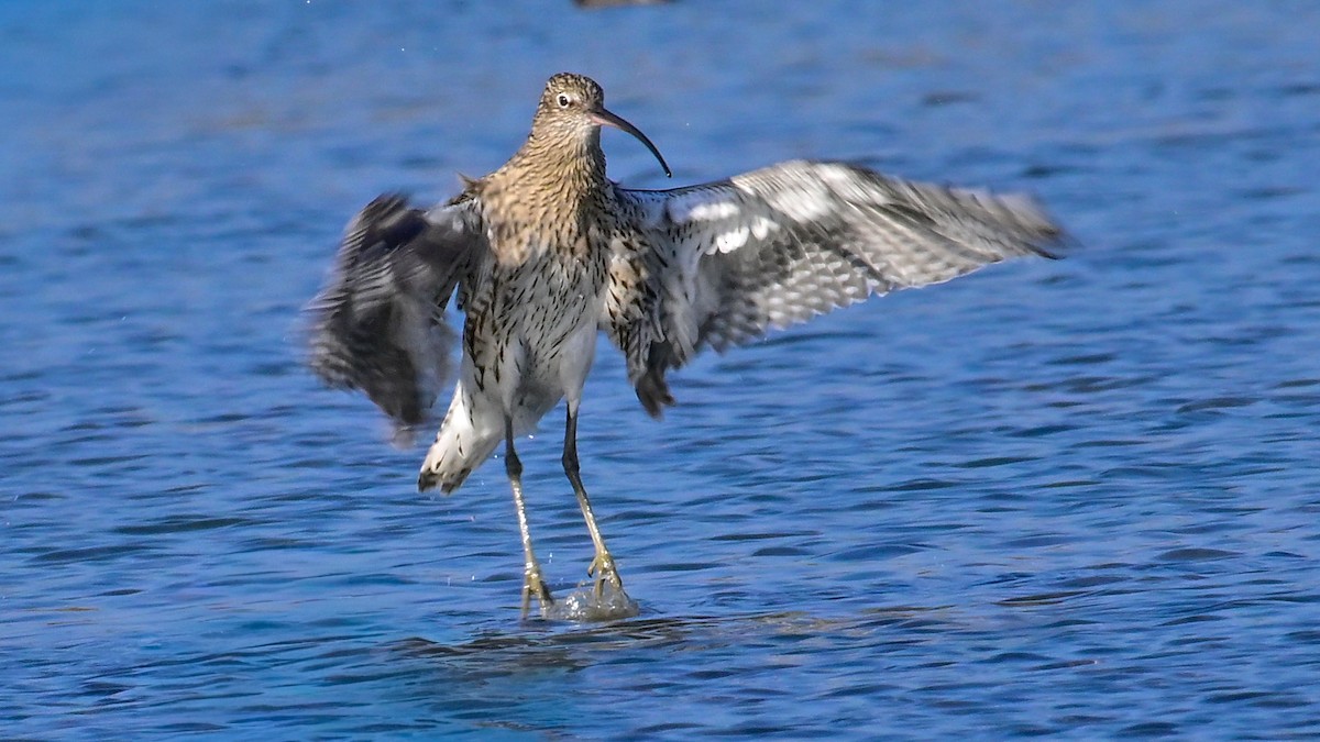 大杓鷸 - ML643371547