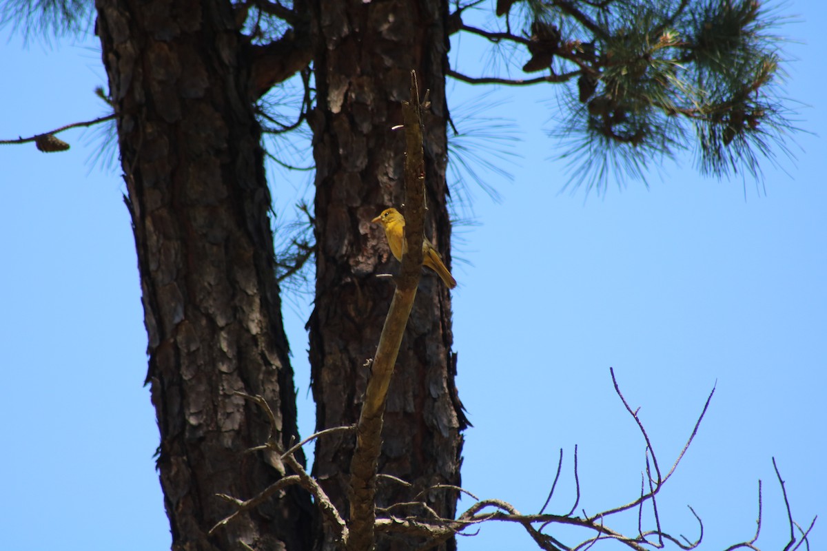 Summer Tanager - ML643371557