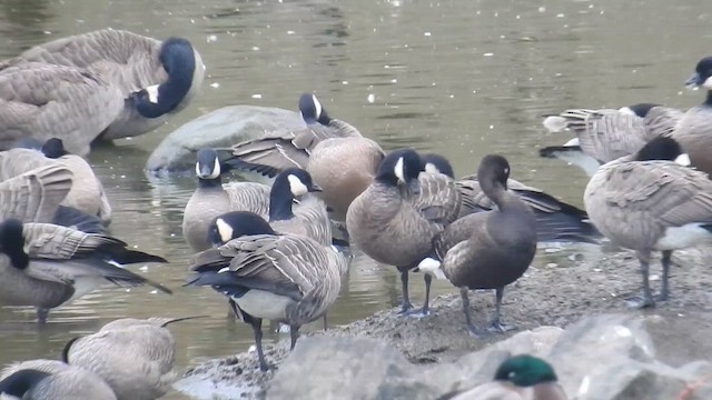 Казарка чорна (підвид nigricans) - ML643371559