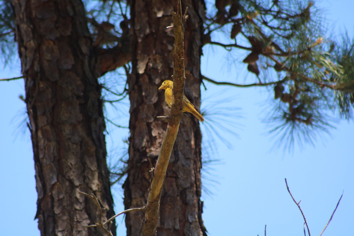 Summer Tanager - ML643371562