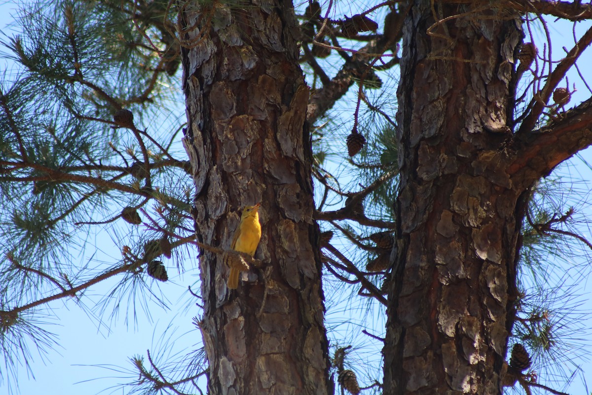 Summer Tanager - ML643371564