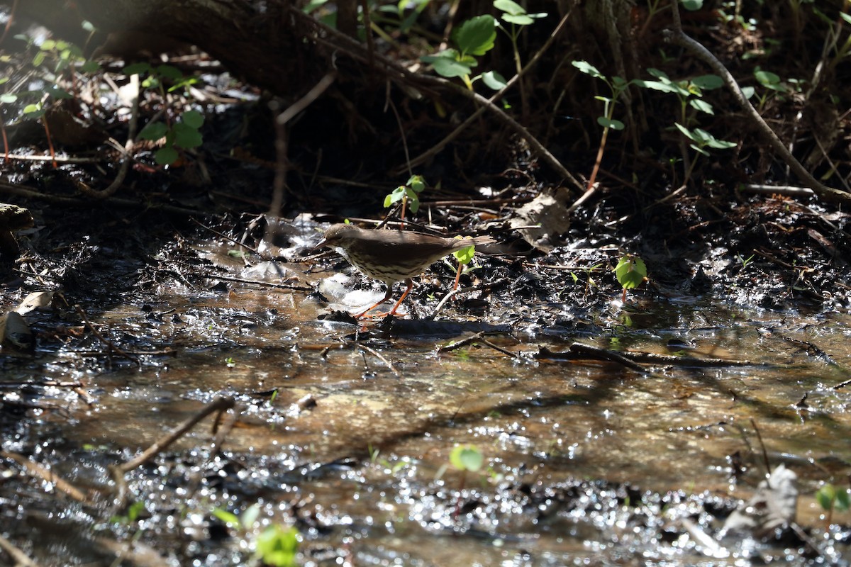 Northern Waterthrush - ML643371575