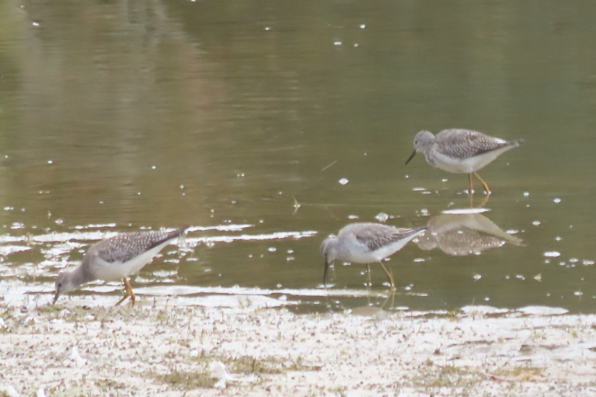 Stilt Sandpiper - ML643371582