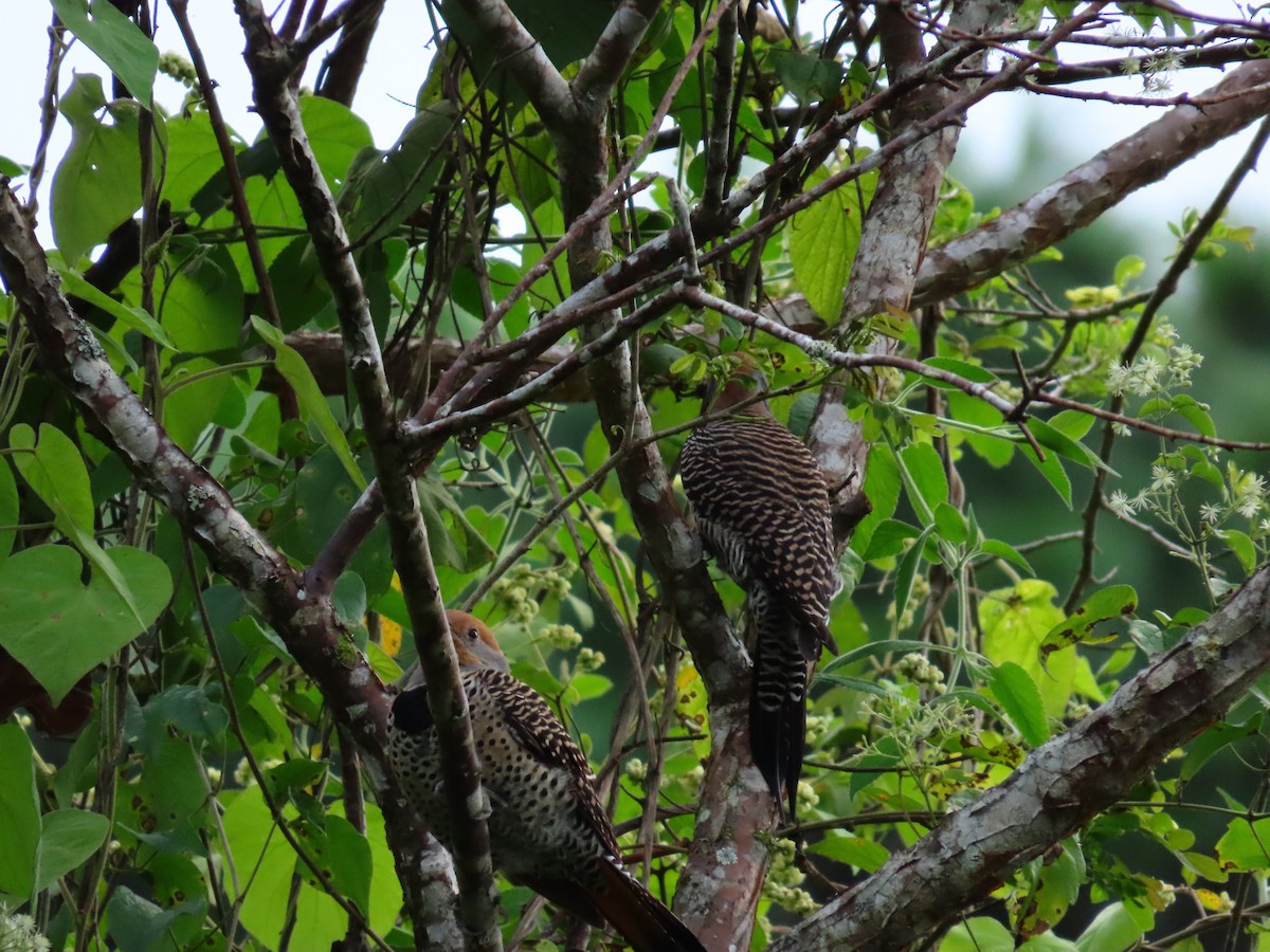 Guatemalan Flicker - ML643371615