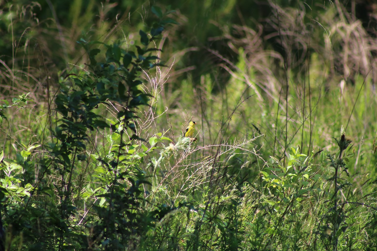 American Goldfinch - ML643371616