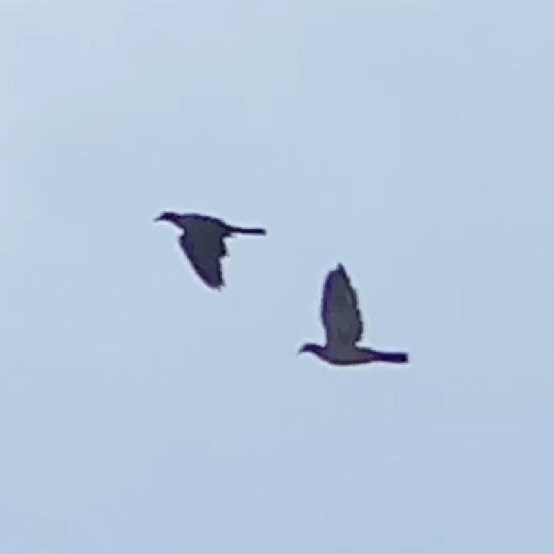 White-crowned Pigeon - ML643371627