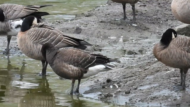 Казарка чорна (підвид nigricans) - ML643371635