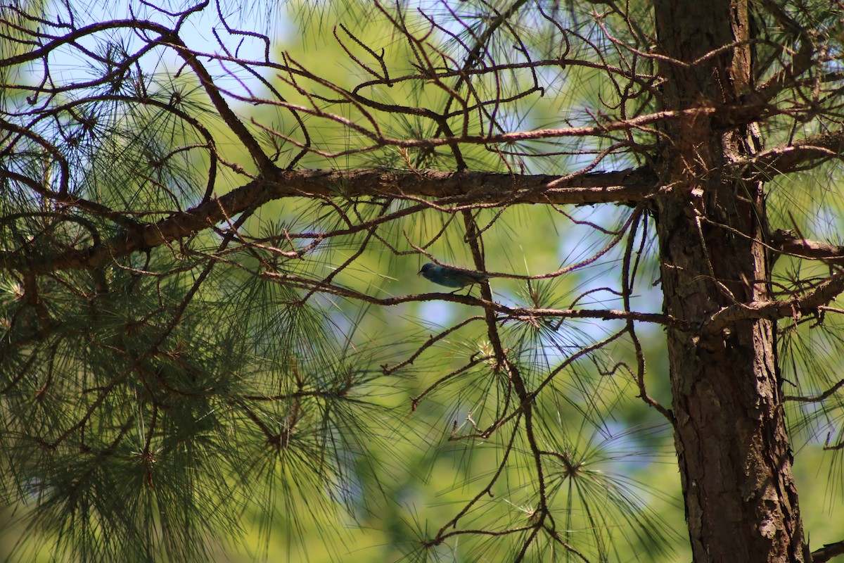 Indigo Bunting - ML643371659