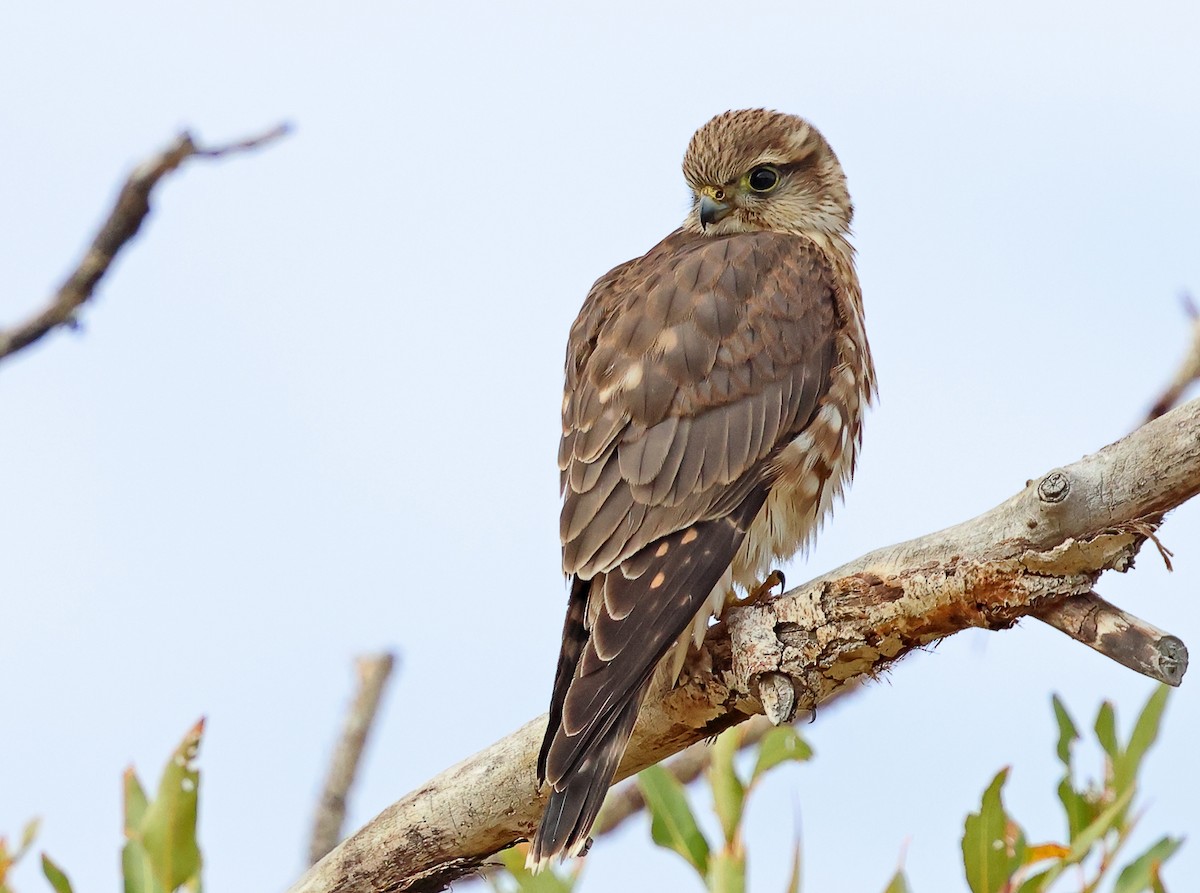 Merlin - ML643371718