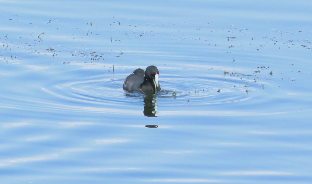 Red-knobbed Coot - ML643371751