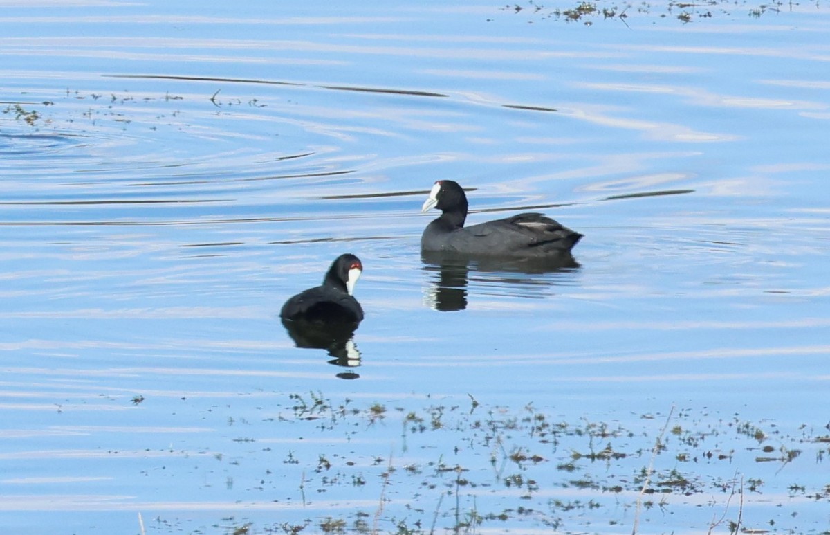 Red-knobbed Coot - ML643371752