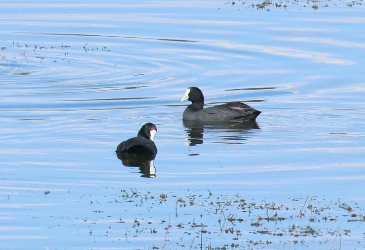 Red-knobbed Coot - ML643371753