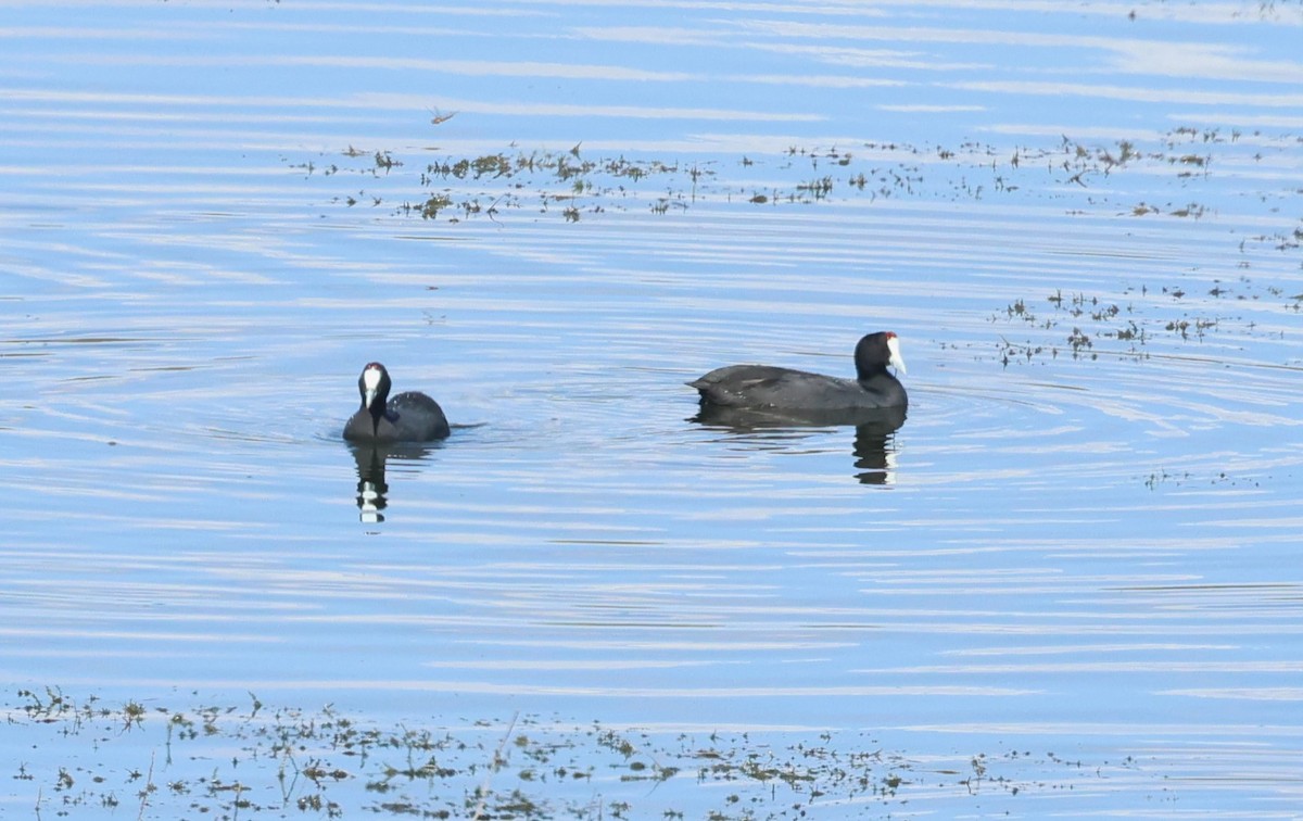 Red-knobbed Coot - ML643371755