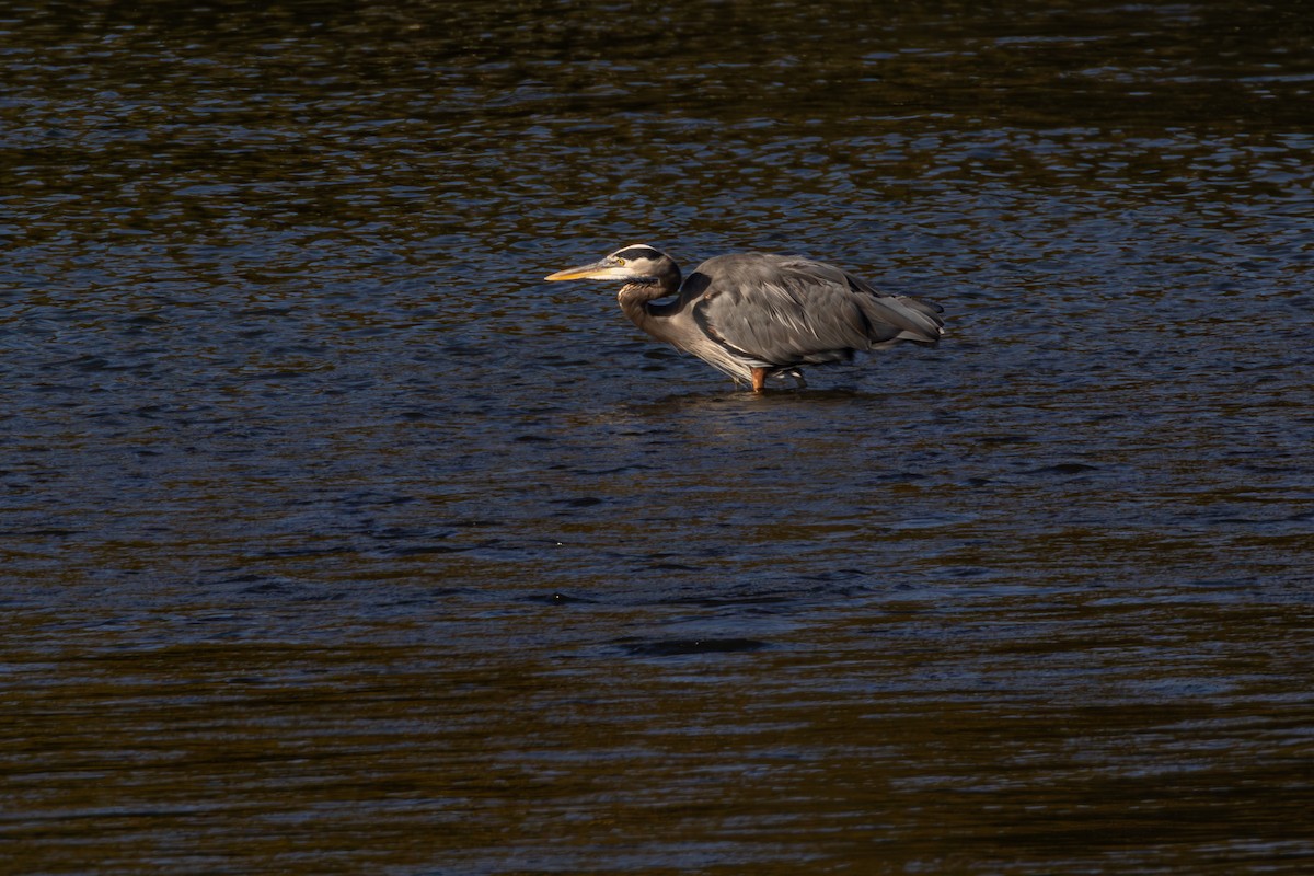 Great Blue Heron - ML643371784