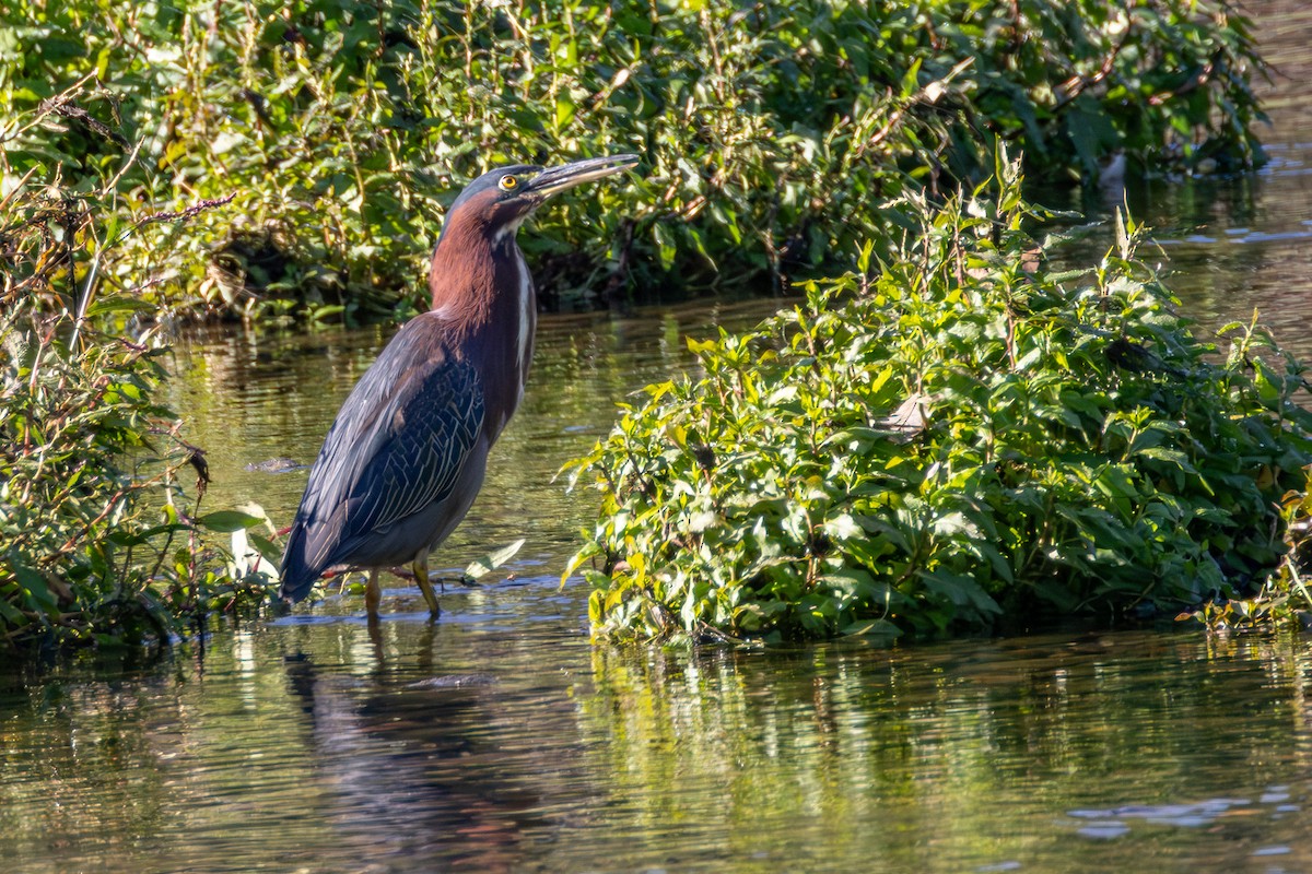 Green Heron - ML643371796
