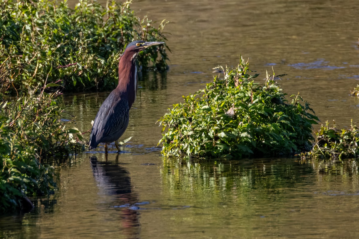 Green Heron - ML643371797