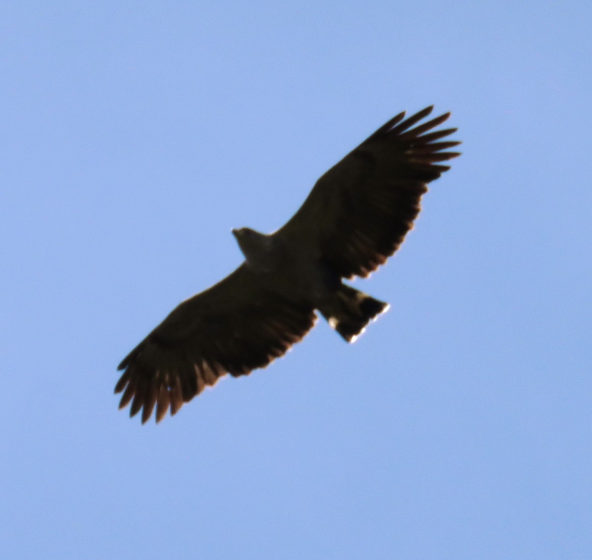 Kronenbussard - ML643371830