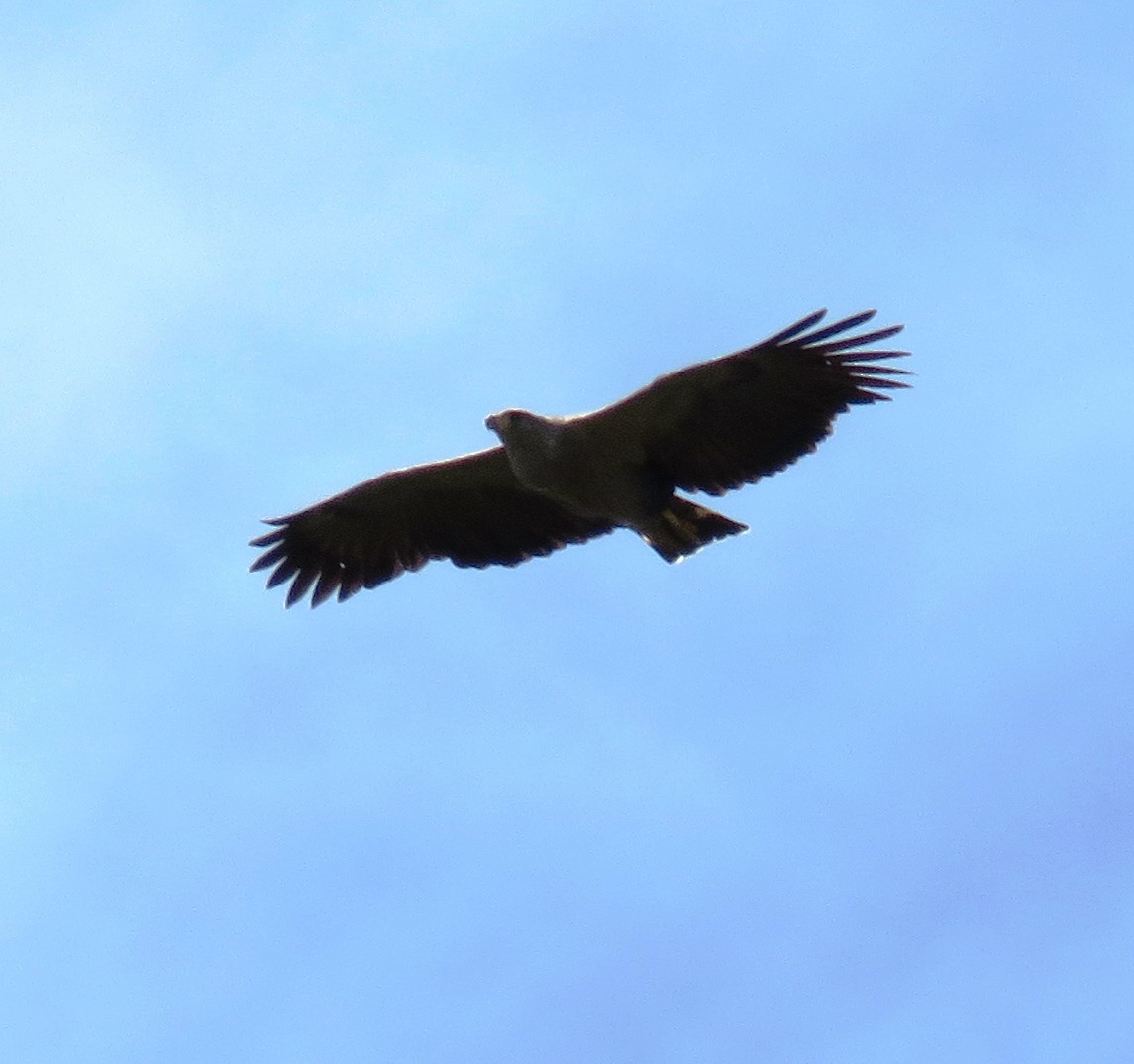 Kronenbussard - ML643371831