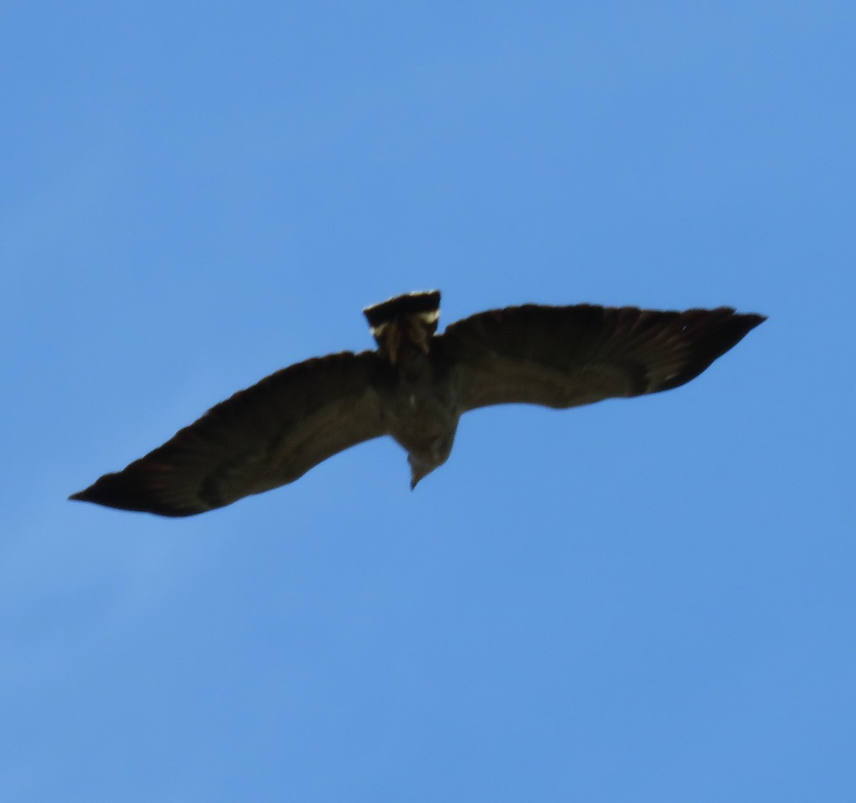 Kronenbussard - ML643371832