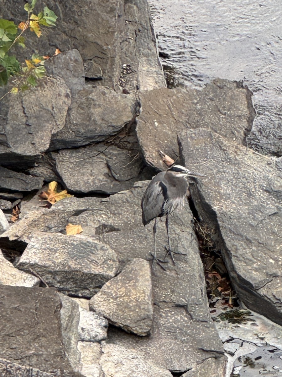 Great Blue Heron (Great Blue) - ML643371833