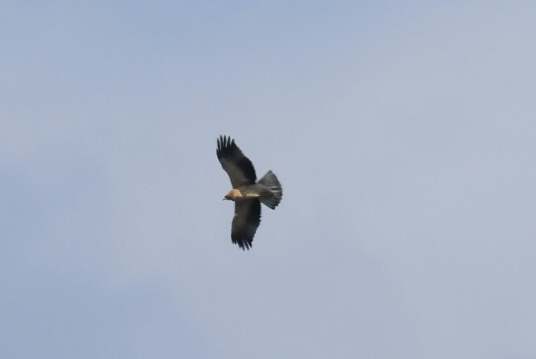 Бахим бүргэд - ML643371834