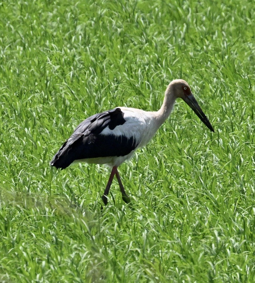 Maguari Stork - ML643371856