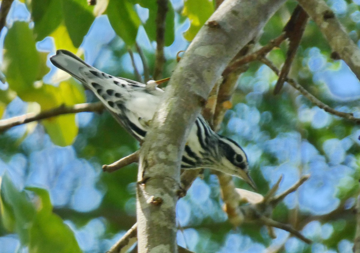 Black-and-white Warbler - ML643371886