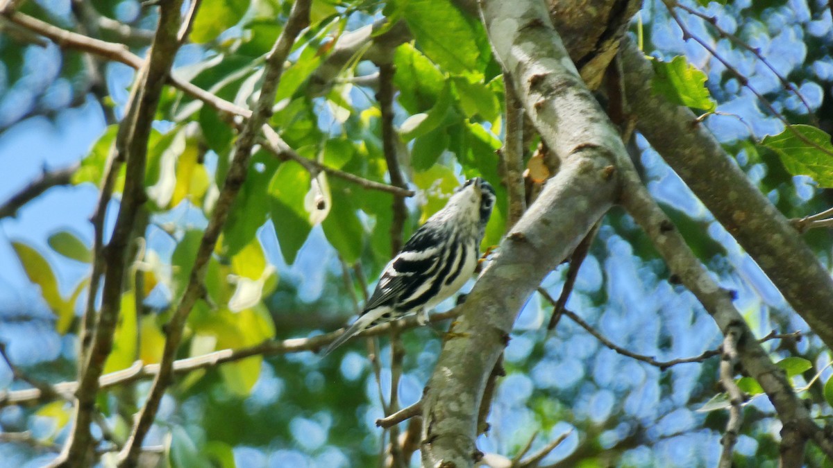 Black-and-white Warbler - ML643371887