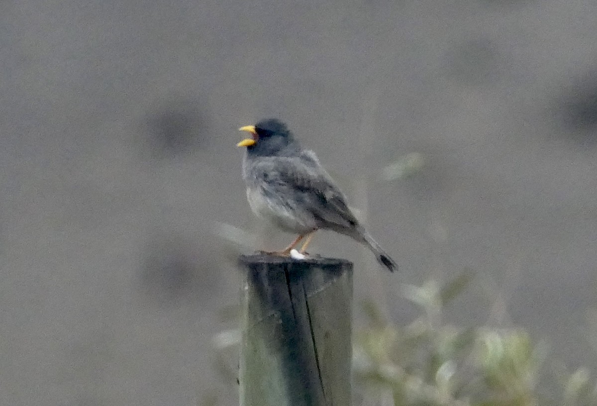Band-tailed Sierra Finch - ML643371903