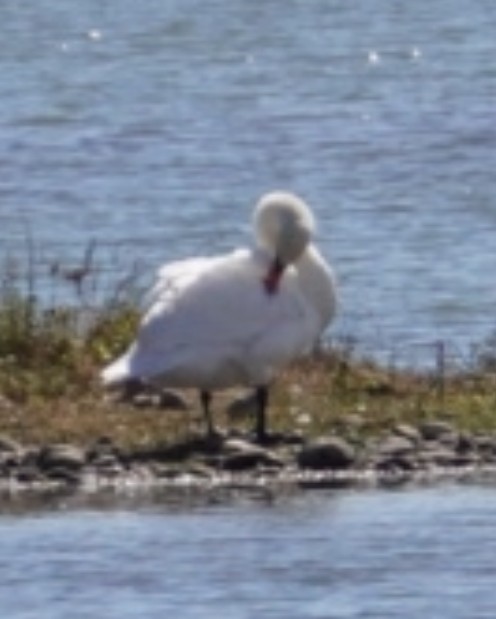 Mute Swan - ML643371951