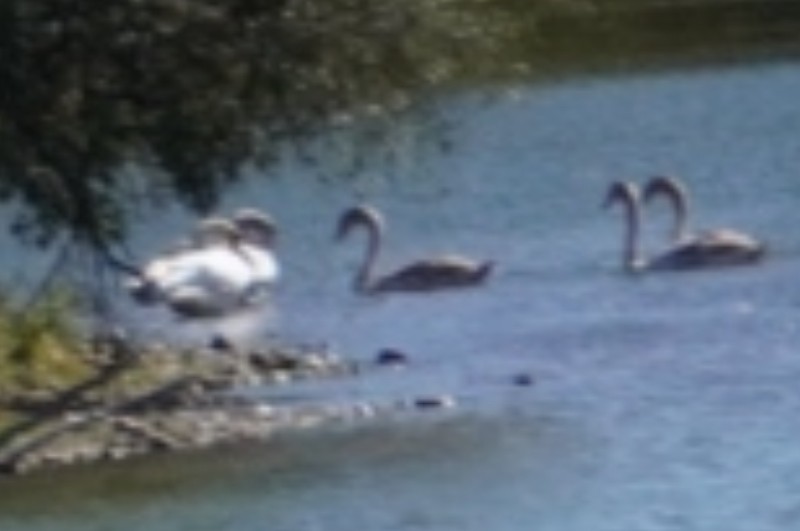 Mute Swan - ML643371952