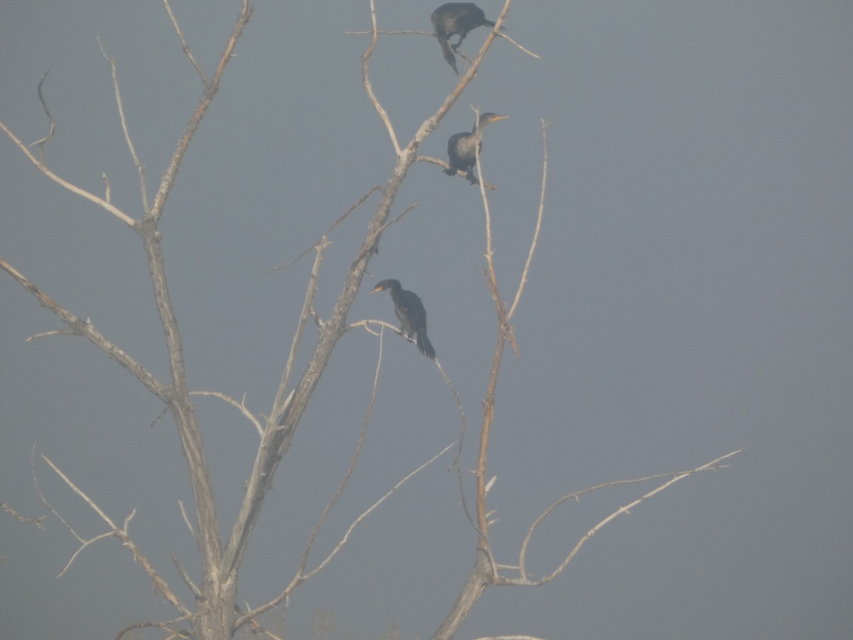 Neotropic Cormorant - ML643371959