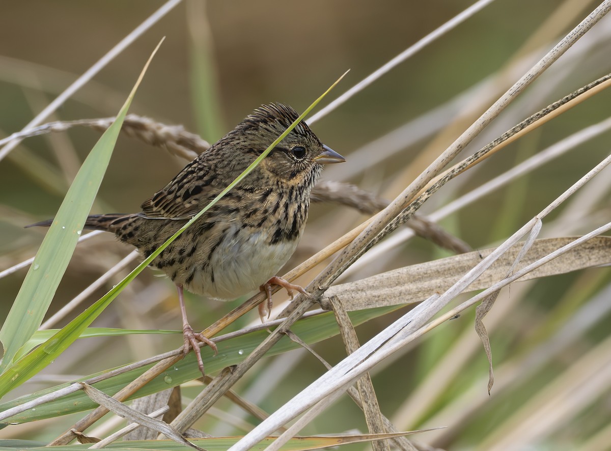 Lincoln's Sparrow - ML643371963