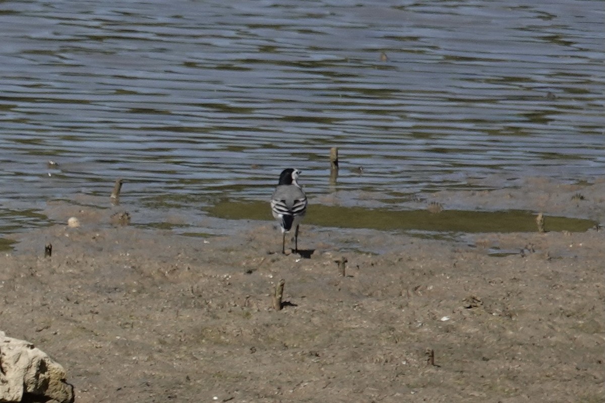 Хөх цэгцгий - ML643371964