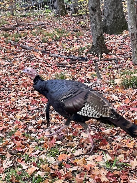 Wild Turkey - ML643371966